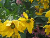 inhoud027002.jpg