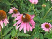 inhoud027003.jpg