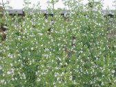 inhoud027004.jpg