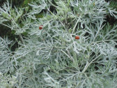 inhoud027005.jpg